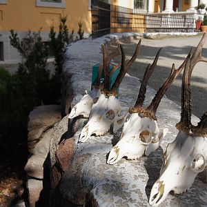 Taxidermy European Skull Mount Roe Buck