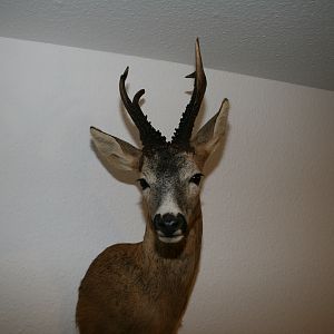 Roe Deer Shoulder Mount Taxidermy