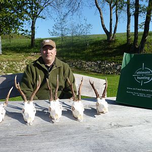 European Skull Mount Roe Buck Taxidermy