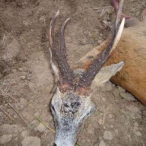 Hunt Roe Deer