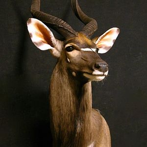 30" Inch Nyala Shoulder Mount Taxidermy