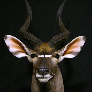 Taxidermy Nyala 30" Inch Shoulder Mount