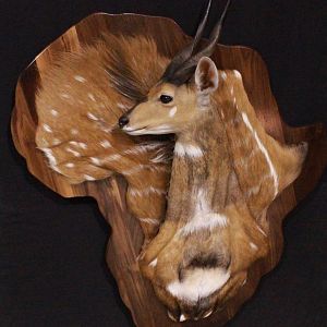 Bushbuck Damaske Shield