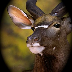 Shoulder Mount Nyala Close Up Taxidermy