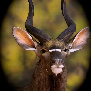 Nyala Taxidermy Shoulder Mount
