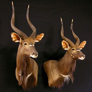 Nyala Taxidermy Shoulder Mount