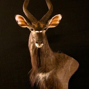 Taxidermy Shoulder Nyala  Mount