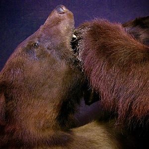 Bear Fight! New Mexico Bears Full Mount Taxidermy
