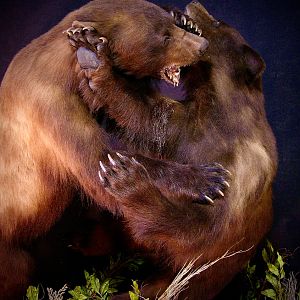 Bear Fight! Full Mount Taxidermy New Mexico Bears