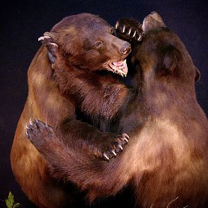 New Mexico Bears Taxidermy Bear Fight! Full Mount
