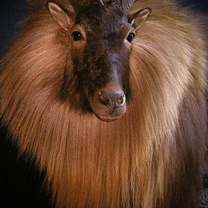 Full Mount Taxidermy Close Up New Zealand Tahr