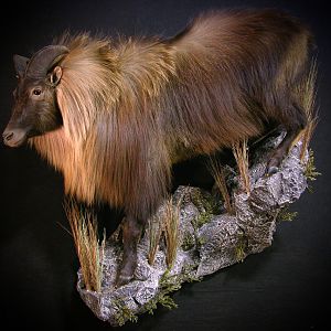 Taxidermy New Zealand Tahr Full Mount