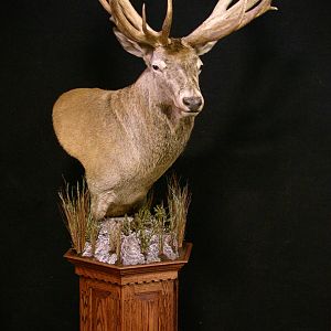 Shoulder Mount New Zealand Stag Taxidermy
