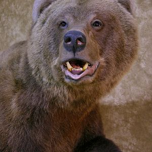 Taxidermy Big Brown Bear Full Mount