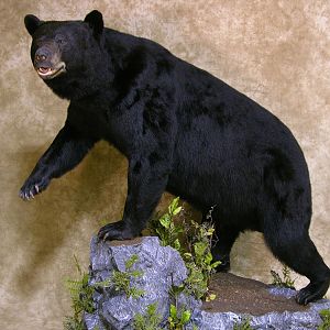 601lb North Carolina Black Bear Full Mount Taxidermy