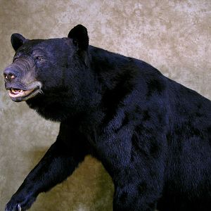 Taxidermy Full Mount North Carolina 601lb Black Bear
