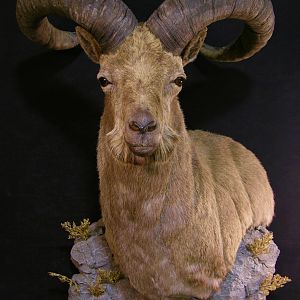 Taxidermy Shoulder Mount Dagestan Tur