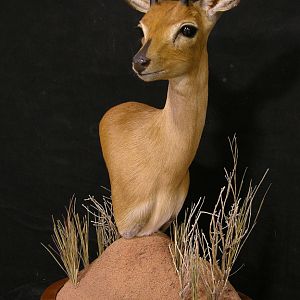 Taxidermy Steenbok Pedestal