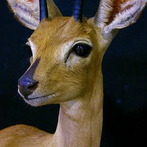 Steenbok Taxidermy Pedestal