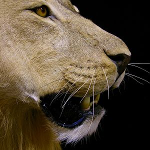 Full Mount Lion Taxidermy Big Zimbabwe Cat