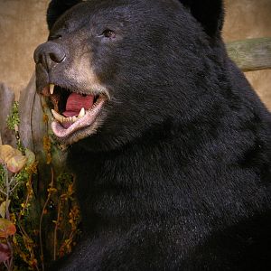 700lb Black Bear Shoulder Mount Taxidermy