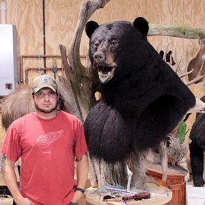 700lb Black Bear Shoulder Mount Taxidermy