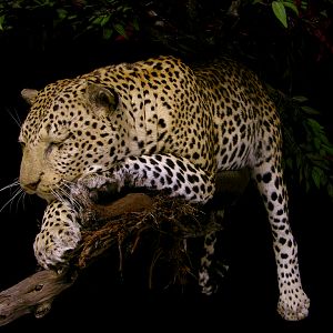 Full Leopard Mount Taxidermy On A Limb