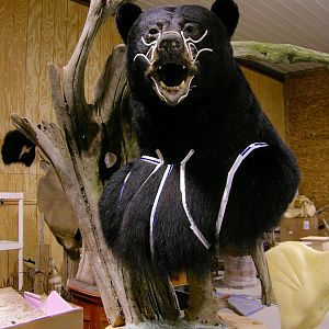 Huge Taxidermy Black Bear... Not Big Huge!