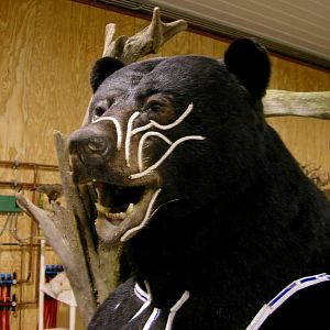 Huge Taxidermy Black Bear... Not Big Huge!