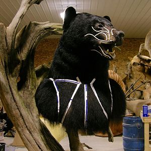 Huge Taxidermy Black Bear... Not Big Huge!