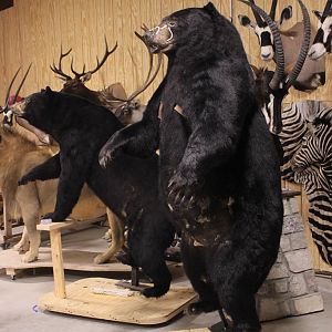 Drying In Taxidermy Studio Jim & Eva Shockey 577 & 510lb Black Bear