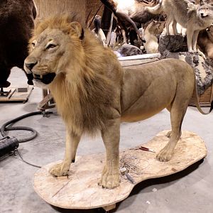 Full Lion Mount Drying In Taxidermy Studio