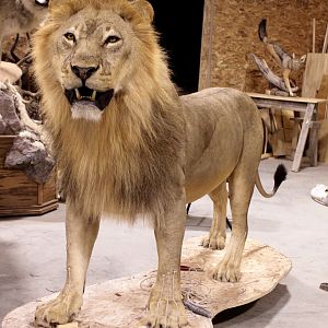 Full Lion Mount Drying In Taxidermy Studio