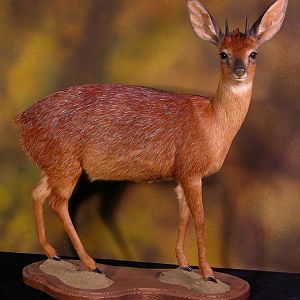 Cape Grysbok Tiny Ten Full Mount Taxidermy