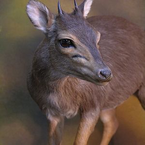 Blue Duiker Full Mount Taxidermy