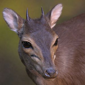 Blue Duiker Full Mount Taxidermy