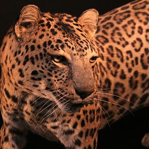 Female Leopard Full Mount Taxidermy