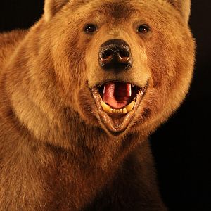 Brown Bear Full Mount Taxidermy