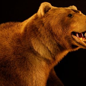 Brown Bear Full Mount Taxidermy