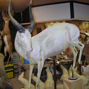 Bongo Full Mount Taxidermy