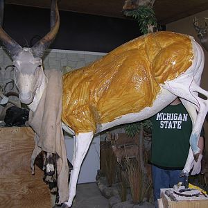 Bongo Full Mount Taxidermy