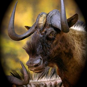 Double Stack Wildebeest Taxidermy