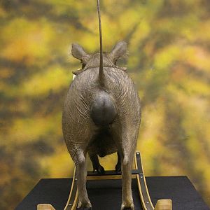 Different Kind Of Warthog Full Mount Taxidermy