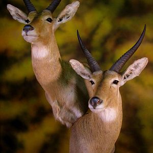 Double Stack Reedbuck Taxidermy