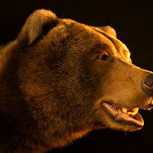 Brown Bear Full Mount Taxidermy