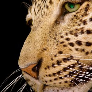 Leopard Taxidermy Mount