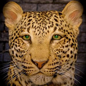 Leopard Taxidermy Mount