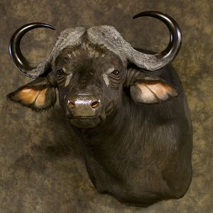 Cape Buffalo Shoulder Mount Taxidermy