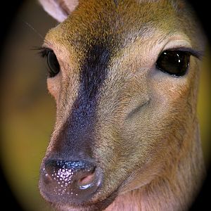 Bush Duiker Taxidermy Mount