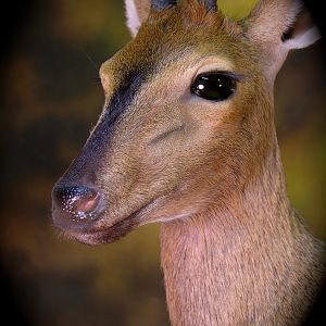 Bush Duiker Taxidermy Mount